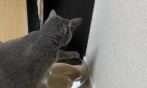 猫咪的水碗经常打翻，猫奴换上结实玻璃碗后气死：你故意的！