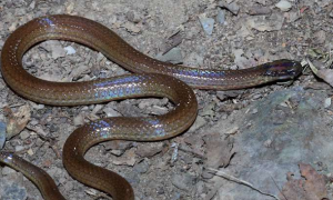 铁线蛇是国家几级保护动物