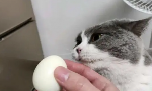 猫能吃蛋白吗