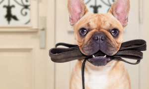 怎么训练狗狗自己叼牵引绳