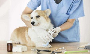 幼犬得了冠状病毒能活吗多久死亡