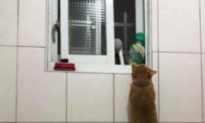 猫咪兄弟“逃狱”分工合作，一个垫背一个爬窗，主人看了大吃一惊