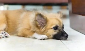 狗狗直接睡瓷砖地板可以吗
