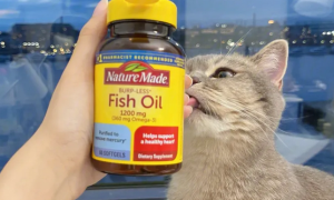 鱼油对猫咪有什么作用