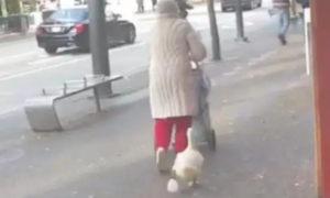 国外老奶奶经常带着鸭子遛弯，如果天冷了，还会给它穿上棉鞋