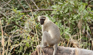 坦塔罗斯绿猴是国家一级保护动物吗