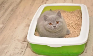 猫砂用哪种比较好用
