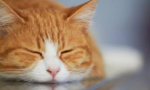 小猫被诊断出患有猫传腹（FIP）：最新的FIP治疗方法是什么？
