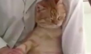 主人带橘猫去孕检，看到橘猫表情主人笑喷，猫：我是怀孕，不是胖