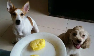 宠物狗可以吃蛋黄吗
