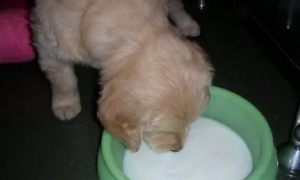宠物狗能喝奶粉吗