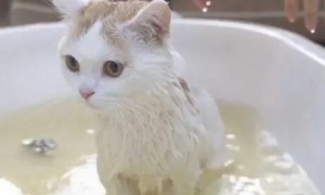 猫可以用狗的沐浴露吗