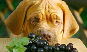 狗狗吃了葡萄怎么办多久会有反应