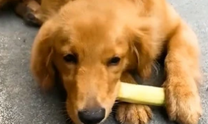 狗可以吃甘蔗吗