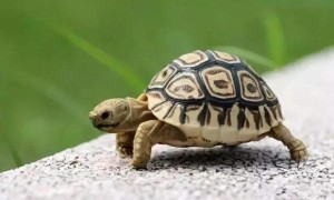 缅甸陆龟寿命多少年