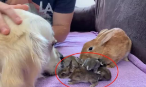 兔子生了4只娃，金毛把它们当成“食物”，养肥了再吃吗？