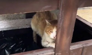 暴雨下1只流浪猫缩在垃圾桶里，眼神早已没了光：能活着就不错了