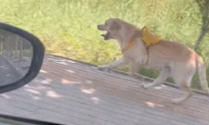网友开车时发现狗在追车，越看越眼熟，这不是自家狗吗？