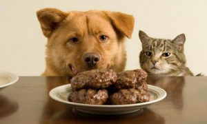 狗狗最爱吃的10种食物吃什么主食比较好