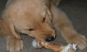狗能吃羊骨头吗为什么不能吃