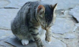 猫为什么喜欢吃壁虎