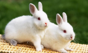养兔子需要注意哪些方面 疾病预防与治疗