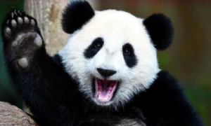 西媒述评：中国保护大熊猫做得非常出色