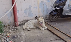 水泥地上躺着只毛发打结的狗，看清后心疼了：流浪也不忘微笑