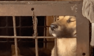 狗肉摊的笼子里，一只狗将头钻出来，用力呼吸生命里最后的空气