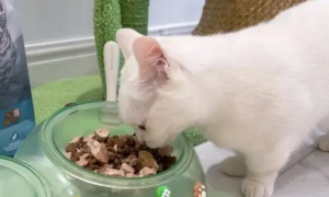 猫咪益生菌应该怎么吃