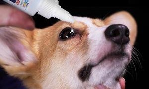宠物专用消炎眼药水