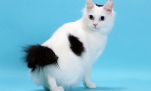 日本短尾猫怎么看品相