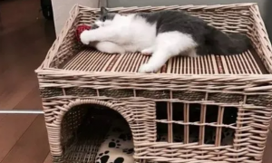 怎样为猫做猫窝简单