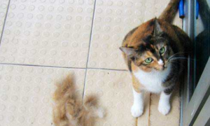 猫咪掉毛怎么办