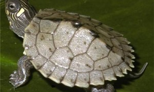密西西比地图龟可以深水养吗