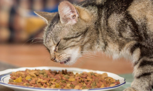 猫零食都有什么