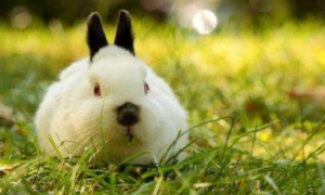 喜马拉雅兔一般多少斤