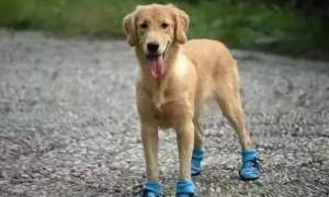 小狗为什么不能穿鞋子?