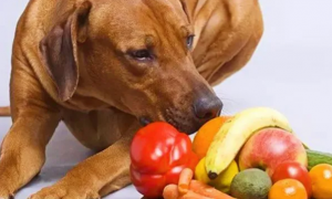 狗能吃什么水果