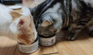 猫可以不吃罐头吗