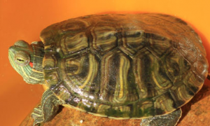 巴西红耳龟深水养还是浅水养