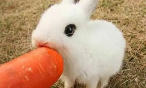 新冠疫情期间能养兔子吗