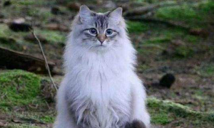 挪威森林猫的脾气怎么样