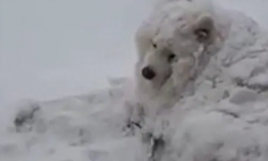 萨摩犬赏雪入迷主人叫不回，变雪球萌化众人