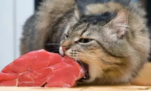 猫咪能吃猪肉吗
