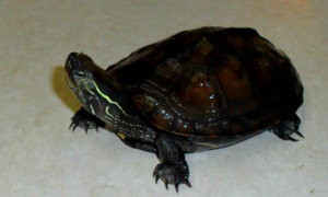 黑颈乌龟是深水龟吗