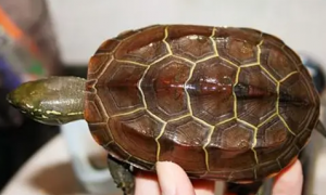 中华草龟是水龟还是陆龟