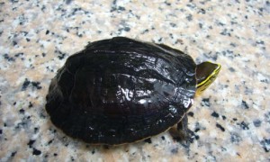 安布闭壳龟寿命多少年