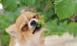 狗狗不可以吃的水果有哪些