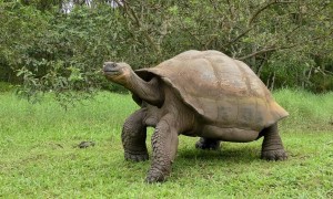 加拉帕戈斯象龟寿命多少年